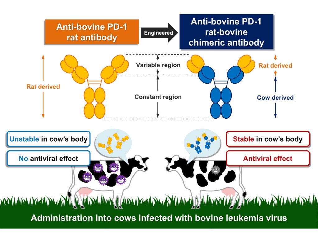 The anti-bovine PD-1 rat antibody (left) was found unstable in the cow’s body and had no antiviral effect. So, the research team formed a rat-bovine chimeric antibody (right) which successfully showed an antiviral effect.