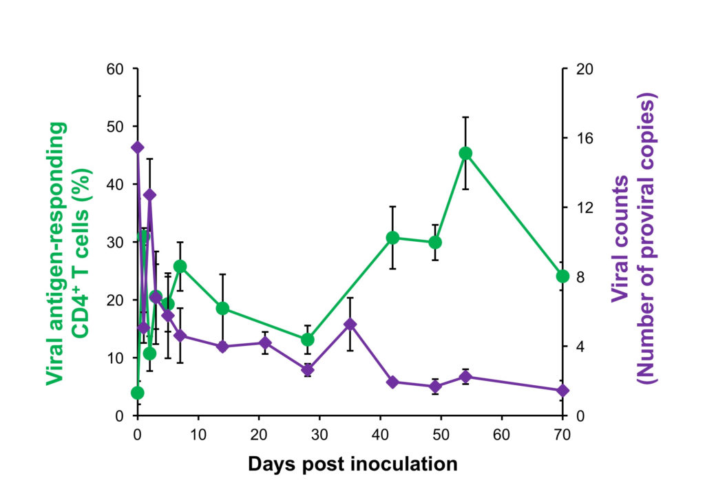 Virus responding T cells (green) were increased and the viral counts (purple) were decreased in the infected cow after administering the anti-PD-1 chimeric antigen.