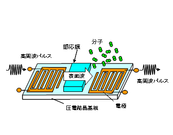 図1従来の表面波センサ