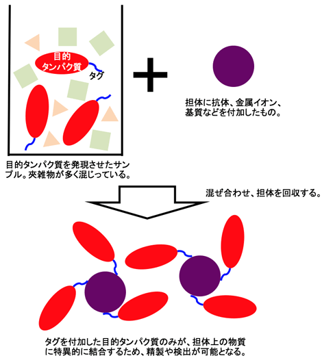 アフィニティータグシステムの例