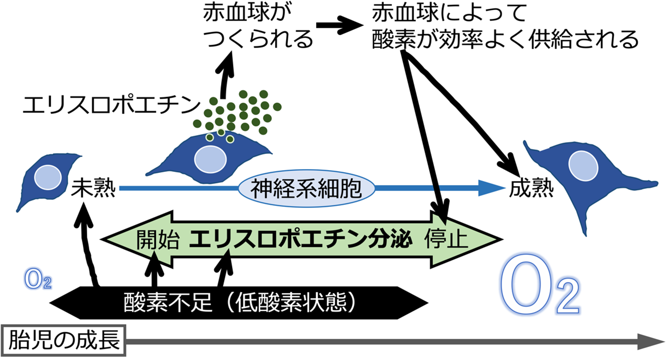 胎児における造血ホルモンの調節メカニズムを解明　〜最初の赤血球には酸素不足が必要！〜（鈴木PJ）